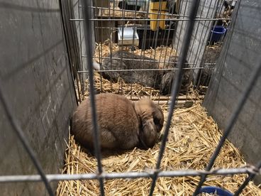 XX Ogólnopolska Wystawa Królików Rasowych w Wieluniu za nami